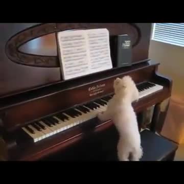 BeethoWoof - The Piano Dog