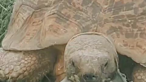 Turtle gets feast