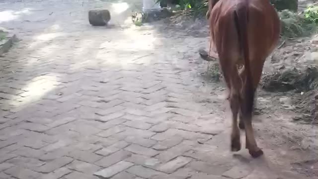 Cow -Red