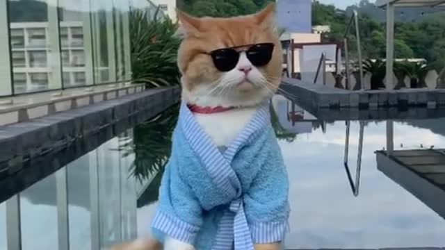 Funny cat Attitude Video You should Watch This Video