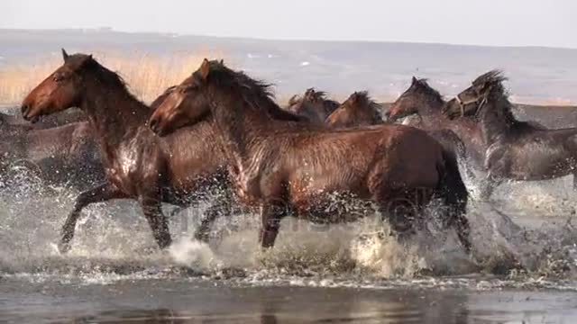 Wild Horses running slow motion