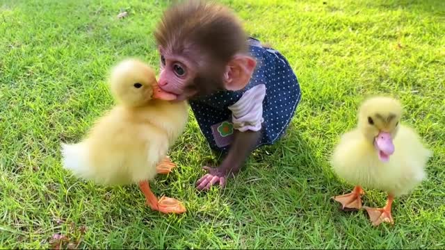 Baby monkey Bon Bon has fun playing with So cute ducklings in the garden