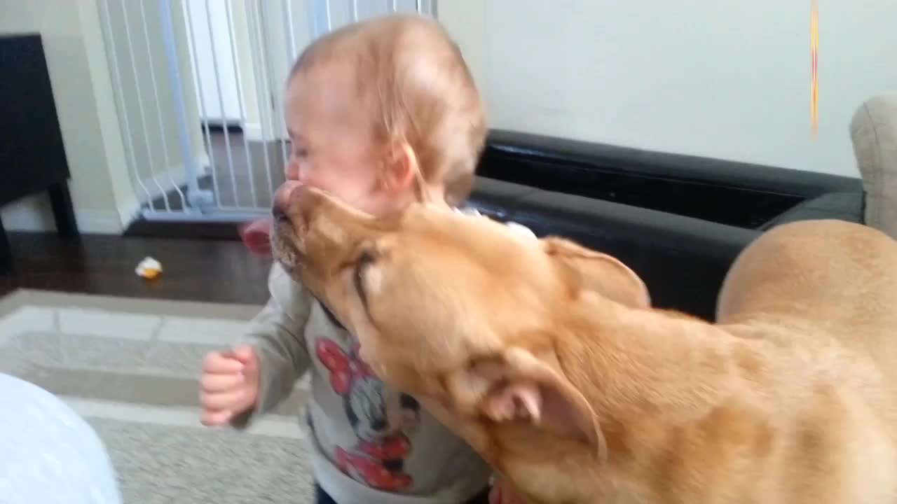 A cute baby play with Pitbull can't you stop laugh