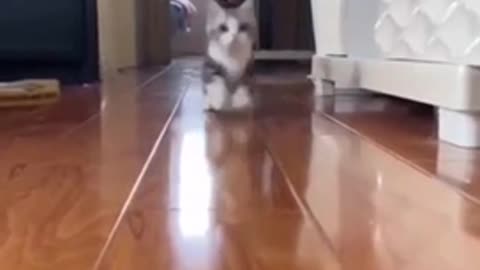 Beautiful kitty jumping walk