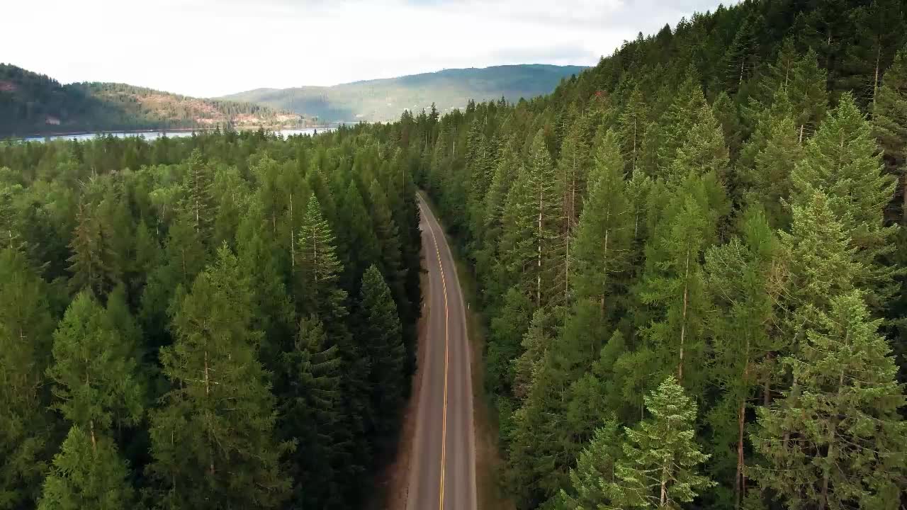 The green forest looks very comfortable to look at