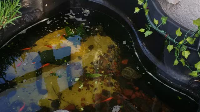 New turtles starting to settle