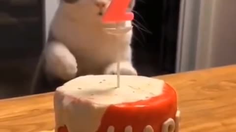 HAPPY BIRTHDAY 🎂 CUTE CAT