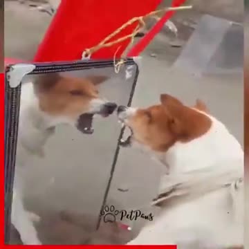 The nervous dog barked at them in the mirror