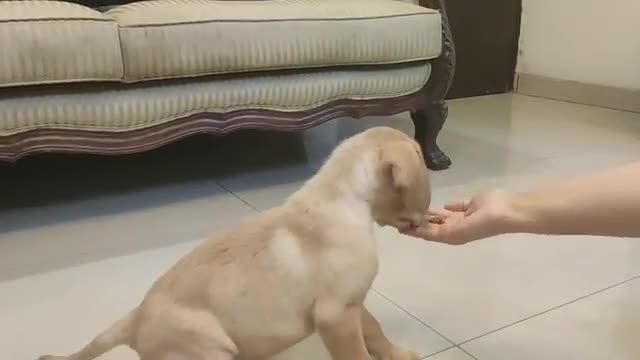 Labrador puppy training