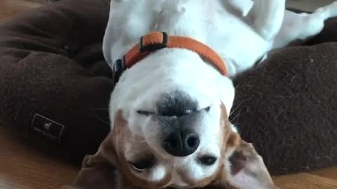 Brown dog laying upside down in dog bed