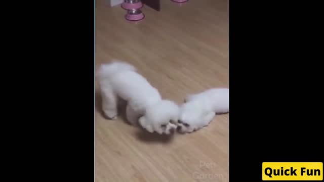 Dogs and Cats Very Funny Videos