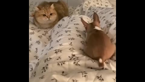 Сutest animal video 2022. Two best friends in the house