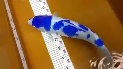 Blue fish koi