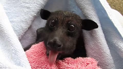 'He's Cranky': Rescued Bat Enjoys Banana