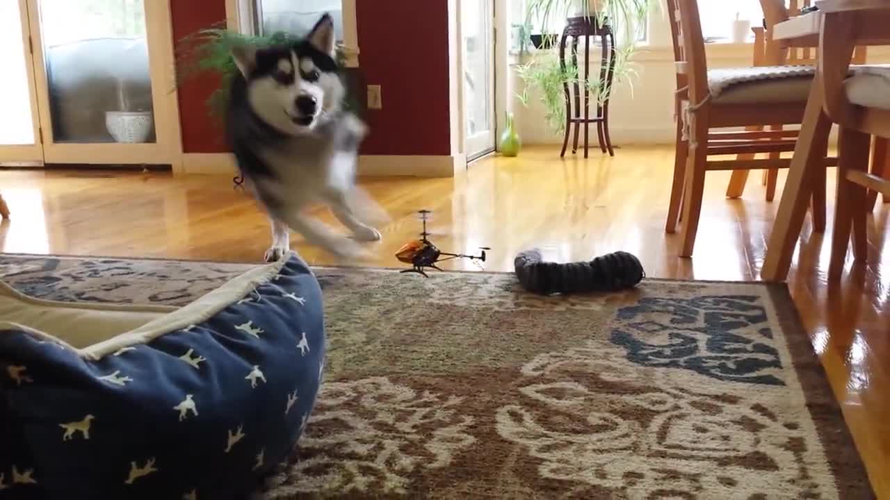 Siberian Husky no sabe bien qué hacer con helicóptero a control remoto