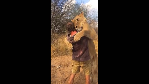 the lioness's joy after meeting the zootechnician who reintegrated her into nature