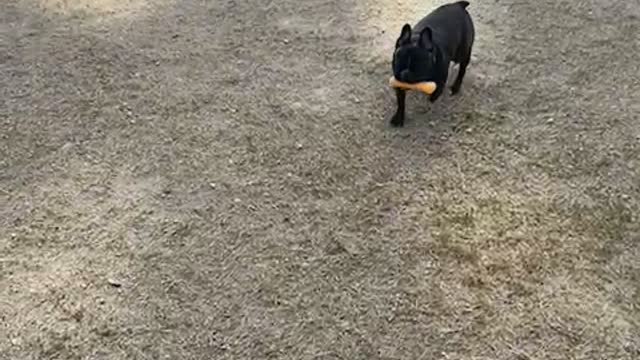 An unknown puppy carrying a toy