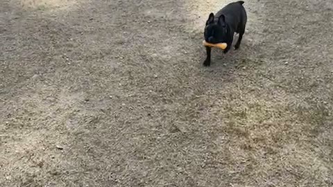 An unknown puppy carrying a toy