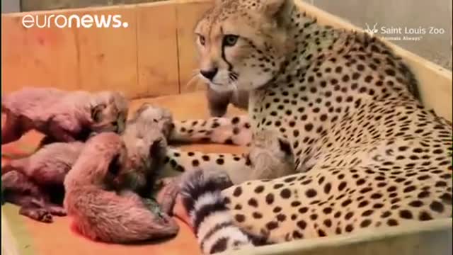 Cheetah has eight cubs