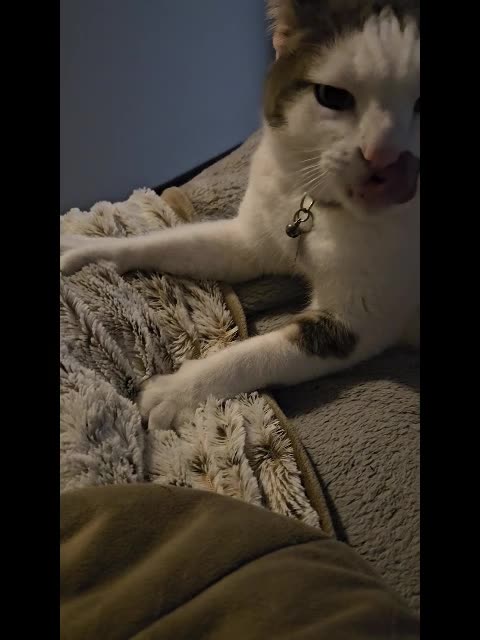 Mr Rocky The Kitty Cat Kneading and Licking Blanket