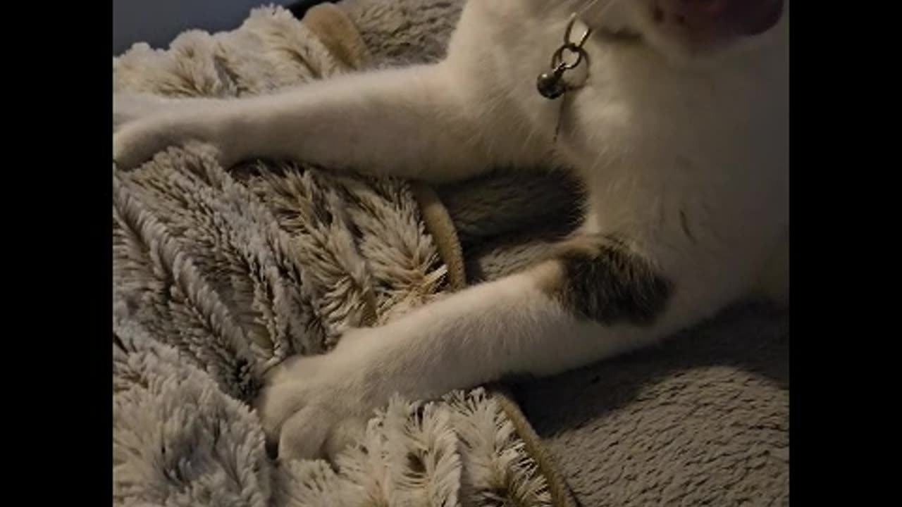 Mr Rocky The Kitty Cat Kneading and Licking Blanket