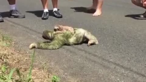 Mom Sloth Crossing a Street w/her Baby