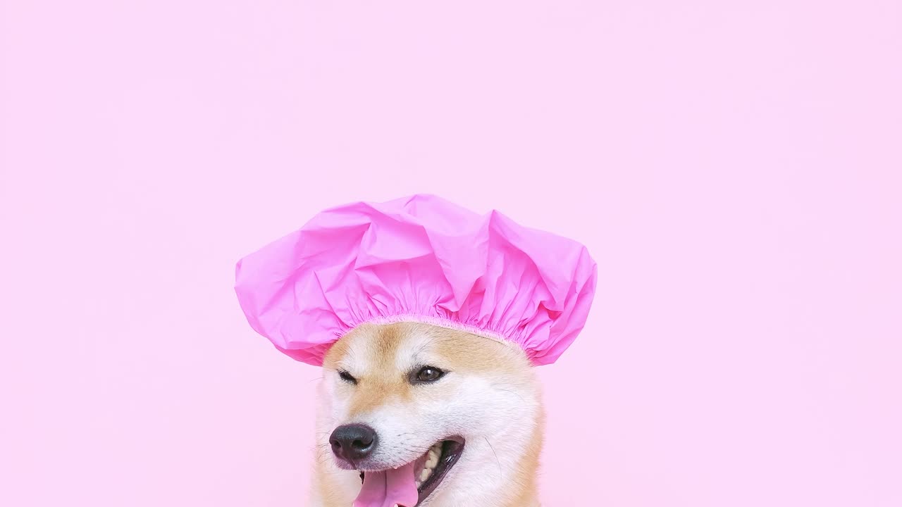 Cute Dog With a Shower Cap #cutebaby #trend #trending #trendingshorts #viral #cute #animals #anime