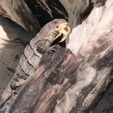 #Iguana #Belize