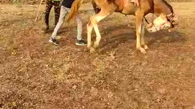 Baby horse traning Best train to my horse 🐎
