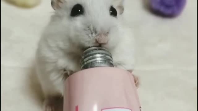 Cute Hamster 90