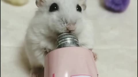 Cute Hamster 90