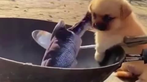 Cute Dog VIDEO And Funny