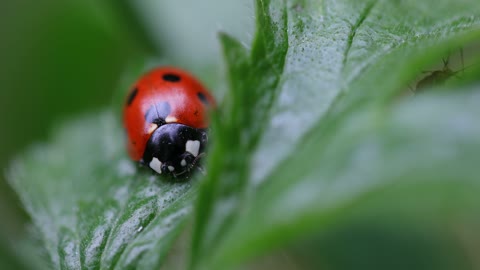 Macro Shot of Ladybug on Green Leaf Plant
