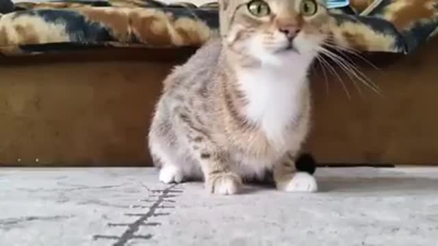 Mrs Bates ... your vaccine is here! BE A SCAREDY CAT - DON'T TAKE THE NWO JAB!