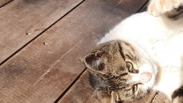 cat cute baby^^