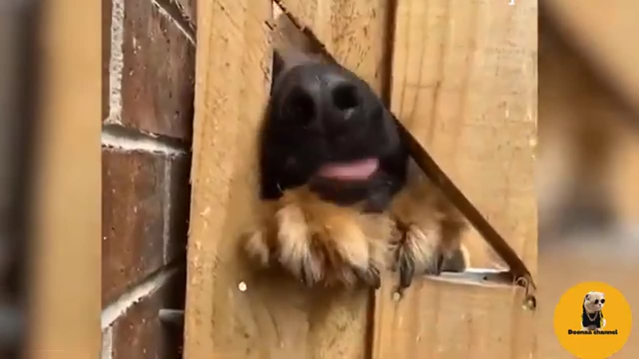 Funniest Video Of The Week About Dogs and Cats Best Funny Animal Videos Of 2024 😆