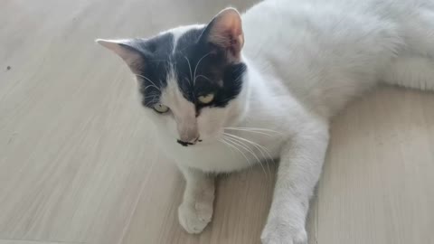 Handsome cute white cat