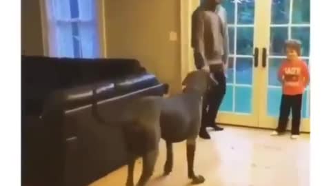 funny dog