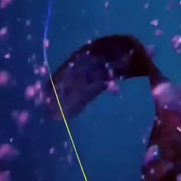 How to survive a shark attack