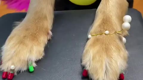 Smart Funny Dog