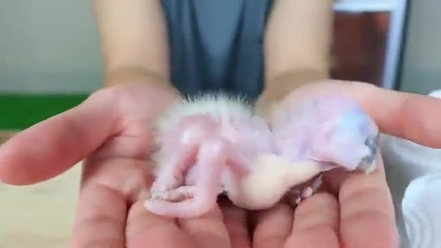 🐦BABY MACAW GROWS UP ,HATCH FROM EGG TO TILL EYE OPEN