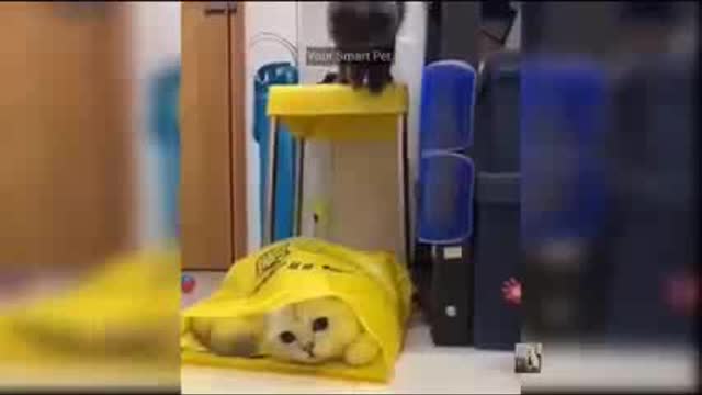Funny cat video and funny cat.