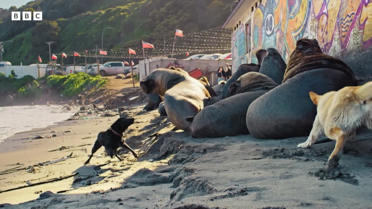 Sea lions vs dogs | Mammals - BBC