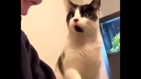 Funny cat animals videos