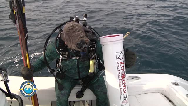 Spearfishing for Lionfish - Catch N' Cook