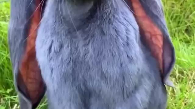 Cute Rabbit.