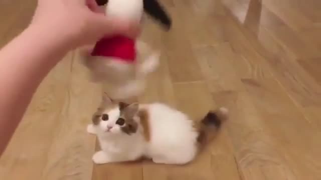 Cat and toys