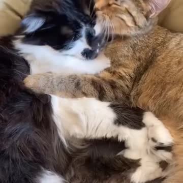 The love of mother and child is the most true love in the world