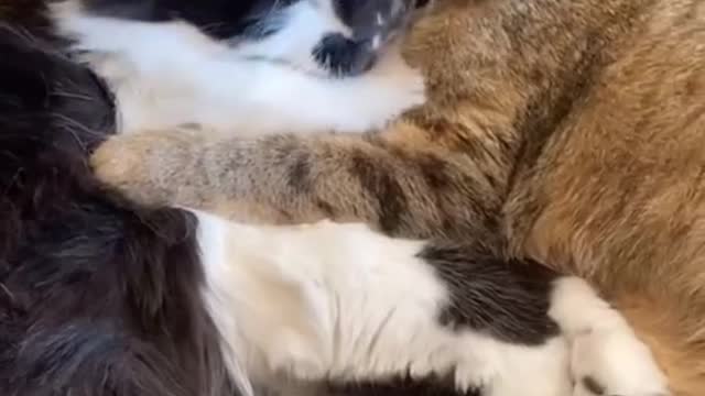 The love of mother and child is the most true love in the world