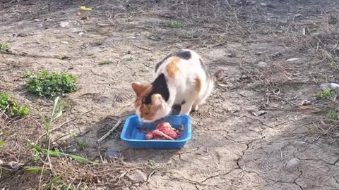 I gave food to a Hungry Cat. This Cat is so cute #hungrycats #catvideos